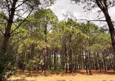 Lote 40 Barrio Alamos